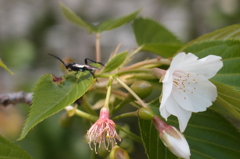 山桜後日譚１： 去るもの、耐えるもの、食われるもの、生まれるもの