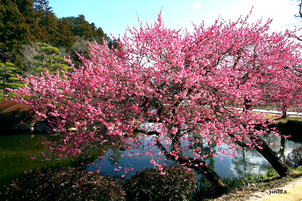 写真エッセイ：偕楽園散歩１：祝・Women's Day！