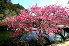 写真エッセイ：偕楽園散歩１：祝・Women's Day！