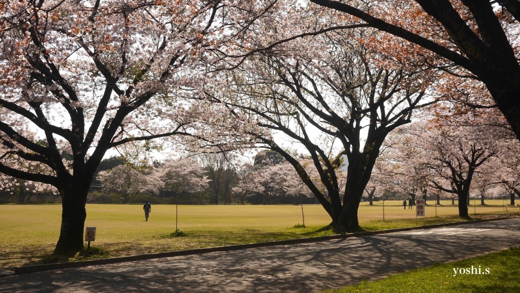 写真エッセイ：桜13：さくら公園４：NTW337