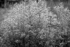 写真句：草花たちの世界８：道端の花ざかり：B&W