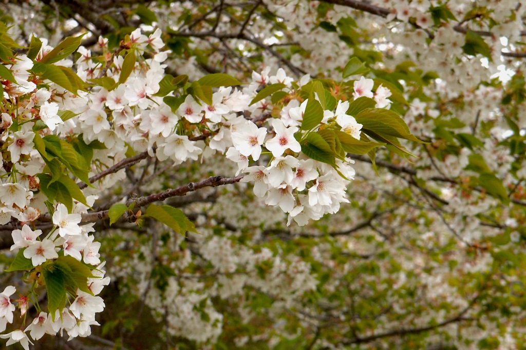 桜 in 桜：投稿３周年(1,156枚目）