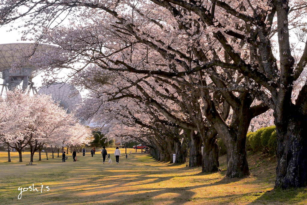 写真エッセイ：さくら公園すっ飛び行脚８：NTW206