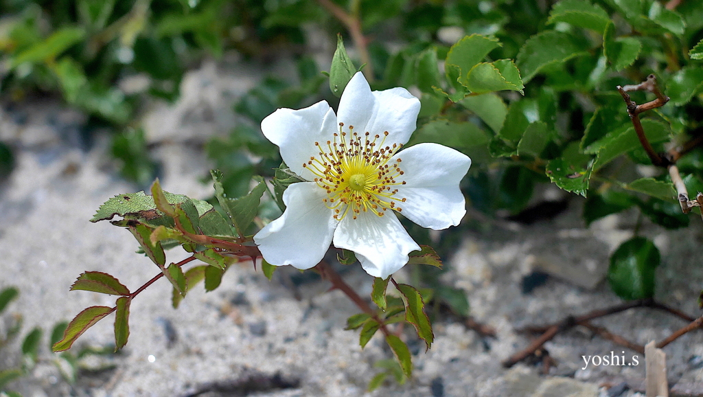 写真エッセイ：海辺の花２：野ばら