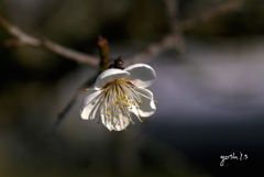 写真句：梅花2020 #14：頬染める花