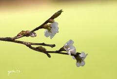 写真句：公園の桜