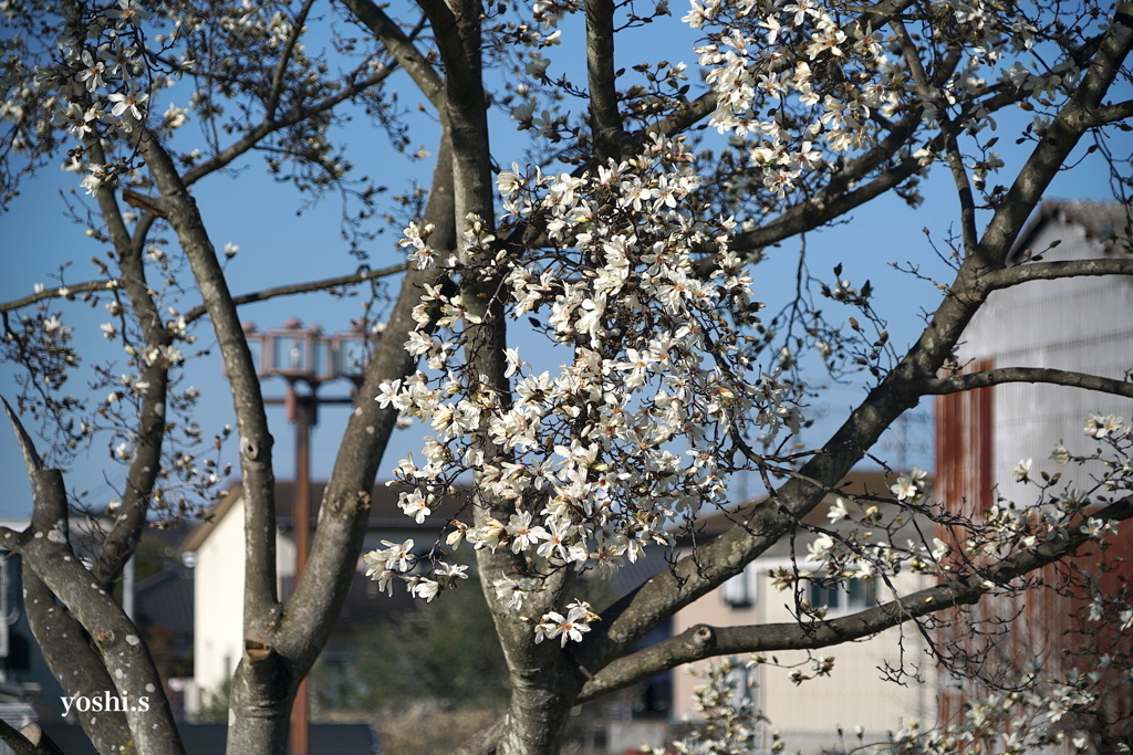 写真エッセイ：こぶし大いに咲く