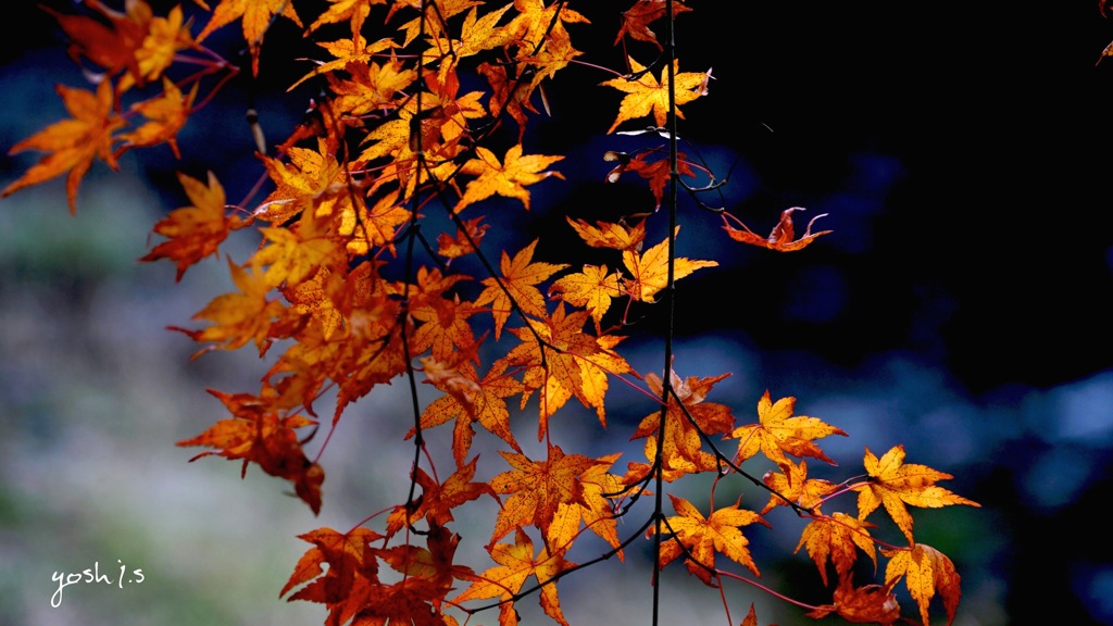 写真エッセイ：袋田の秋２：The last glow