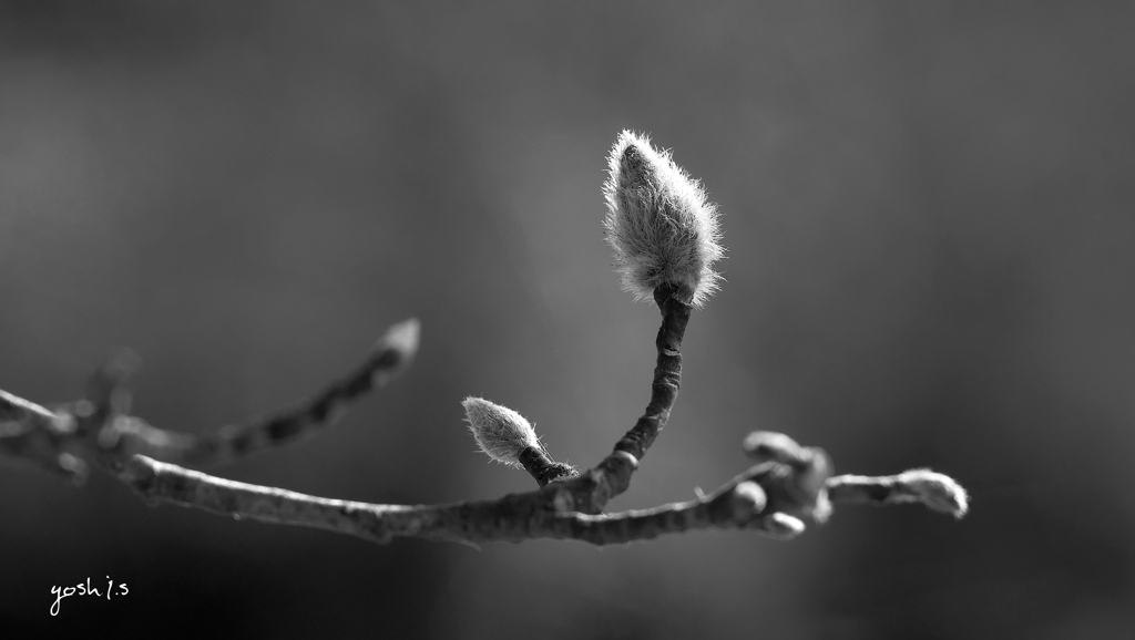 写真歌：蕾：B&W