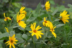 写真掌編：菊芋をめぐる冒険８：風、吹く