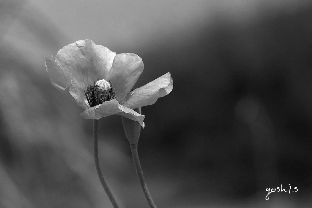 写真エッセイ：虞美人草余談： B&W