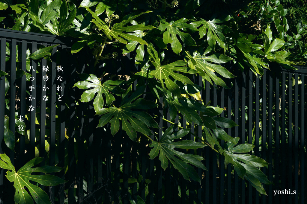 写真句：カラフル写ん歩４：八つ手