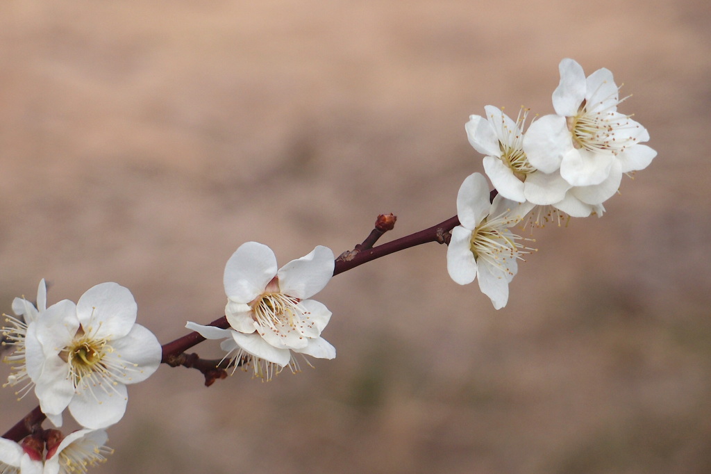 春の歌：写真歌