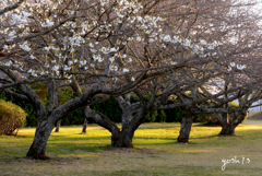 写真句：さくら公園すっ飛び行脚９