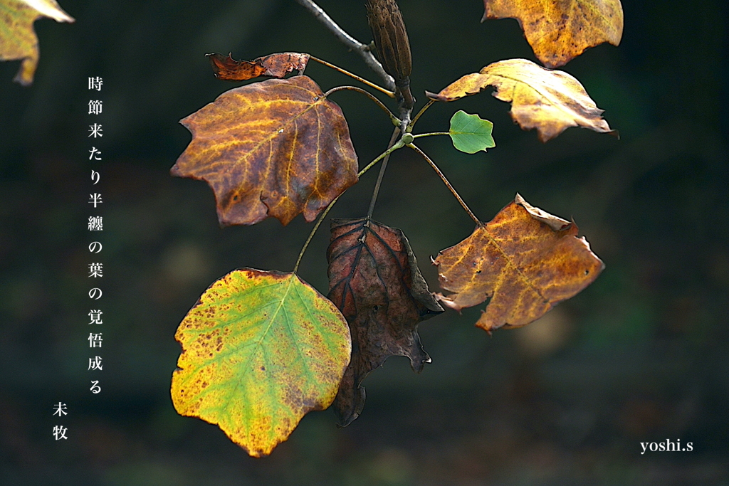 写真句：半纏の葉２：とき来たり