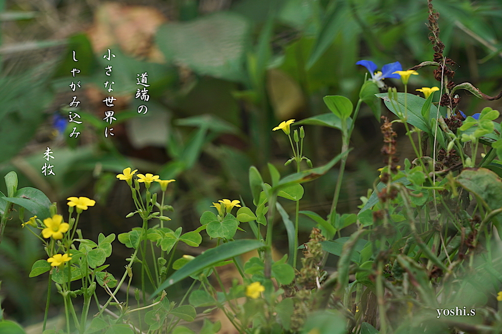 写真句：小さな花の野