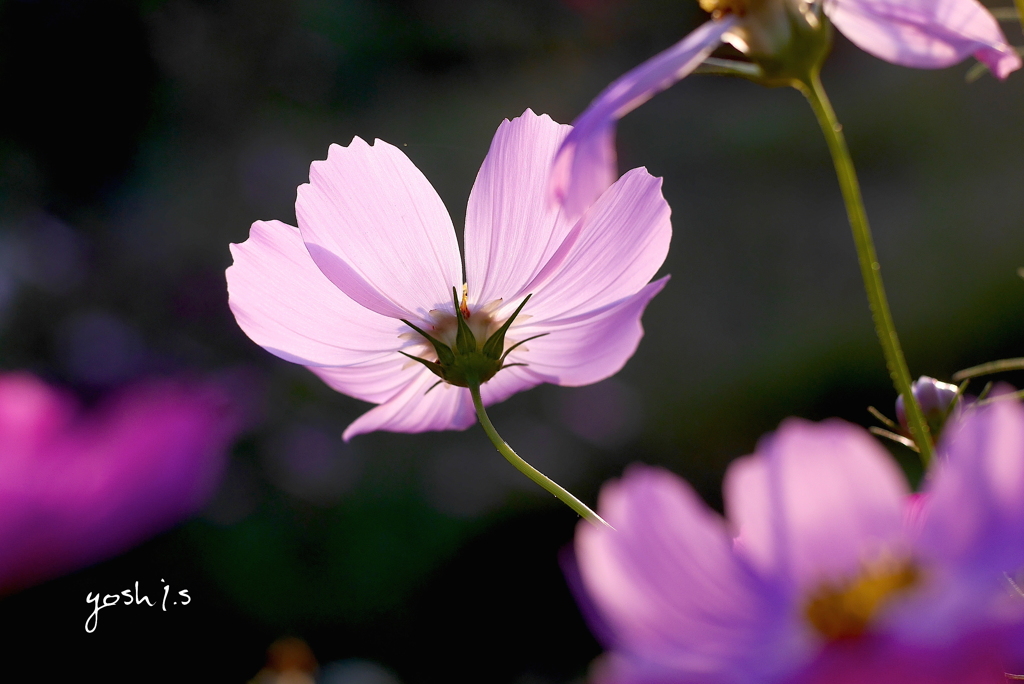 写真句：秋桜３