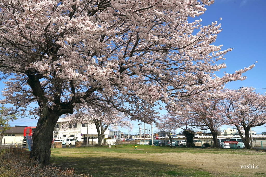 写真エッセイ：街中公園の桜２: 掌編：NTW614