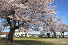写真エッセイ：街中公園の桜２: 掌編：NTW614