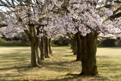 写真句：桜14：さくら公園５