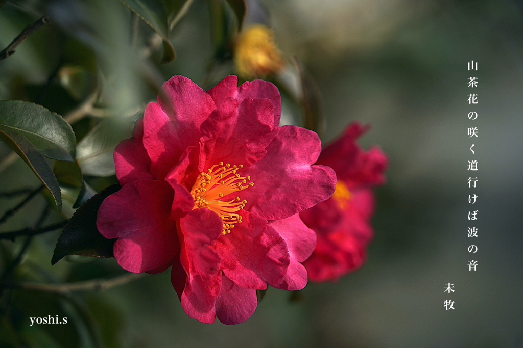 写真句：山茶花の道