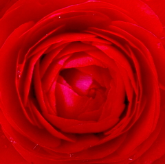 薔薇の名前／Il Nome della Rosa