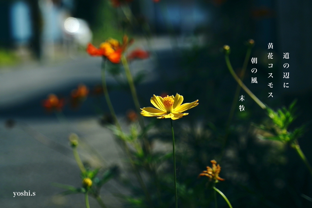 写真句：道の辺の朝
