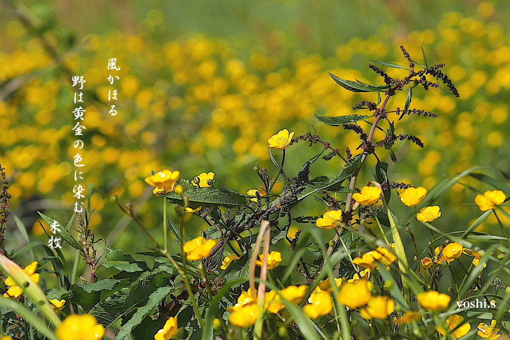 写真句：黄金の野２