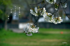写真句：山桜１
