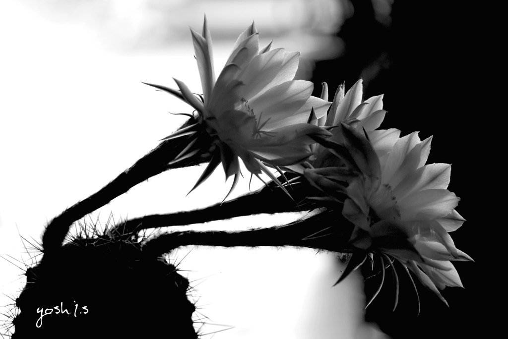 写真句：表情２：B&W