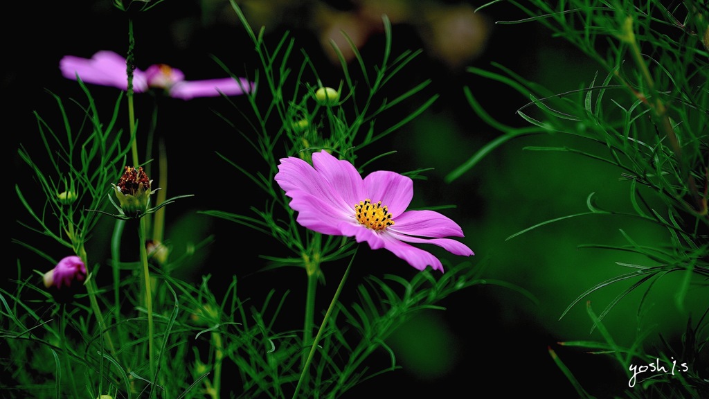 写真句：道の辺の花２：風に付く