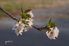 写真歌：山桜１：令和のはじまりを祝って