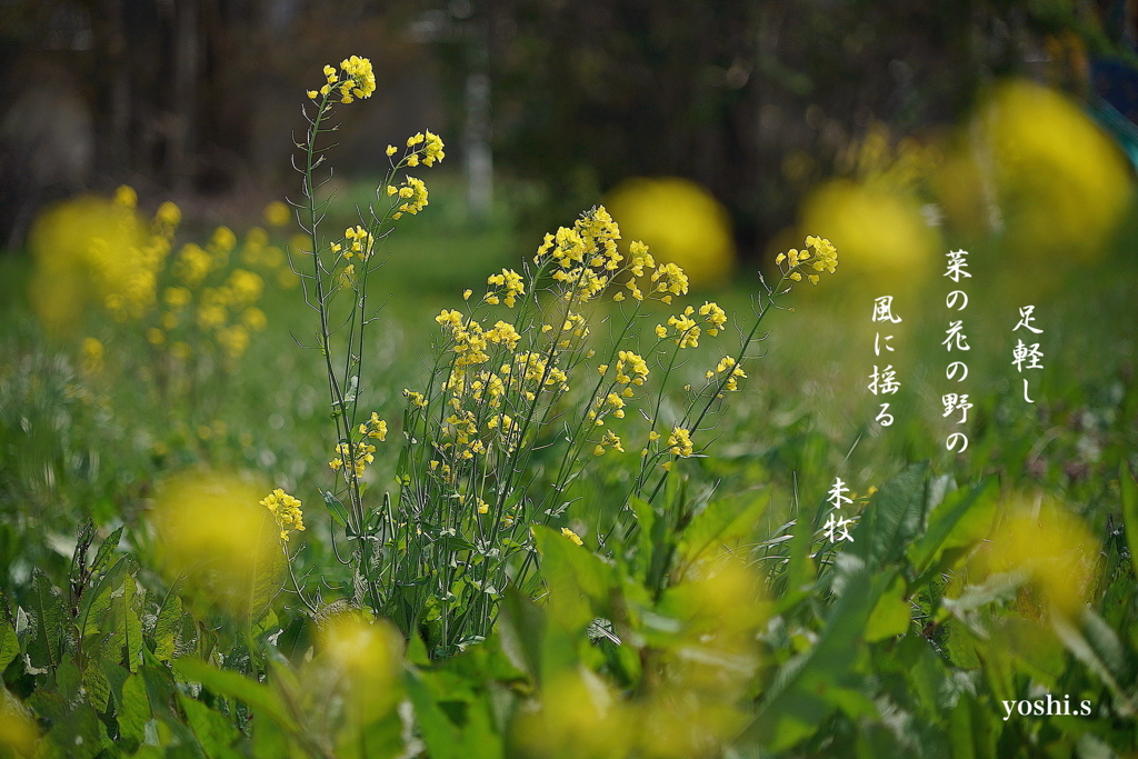 写真句：菜の花