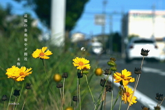 写真句：夕まぢか