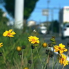 写真句：夕まぢか