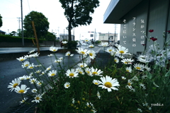 写真句：道端の花4：フランス菊