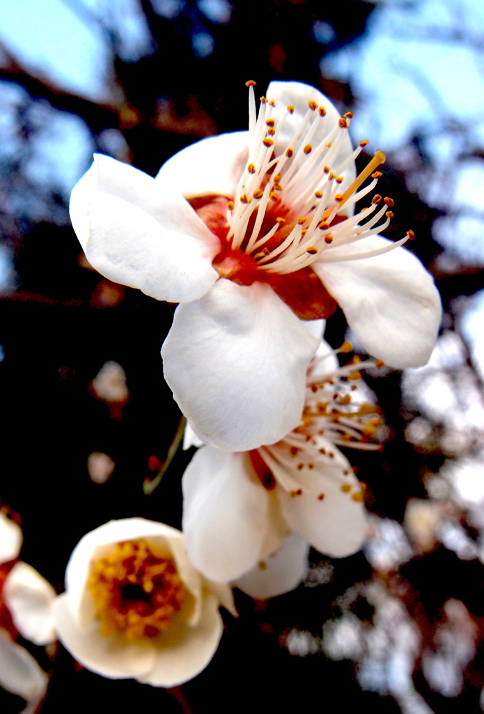 梅花：Full of life３