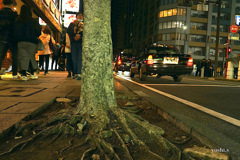 写真エッセイ：横浜11：記憶