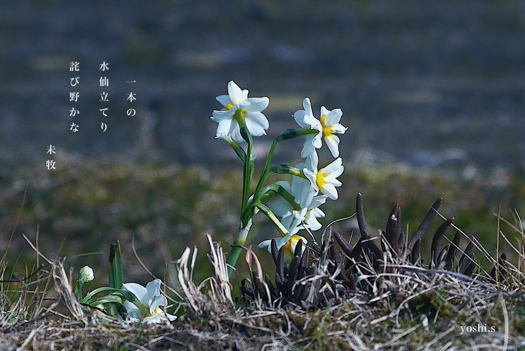 写真句：一本の水仙