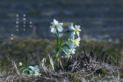 写真句：一本の水仙