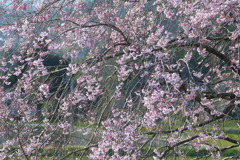 桜、流れる