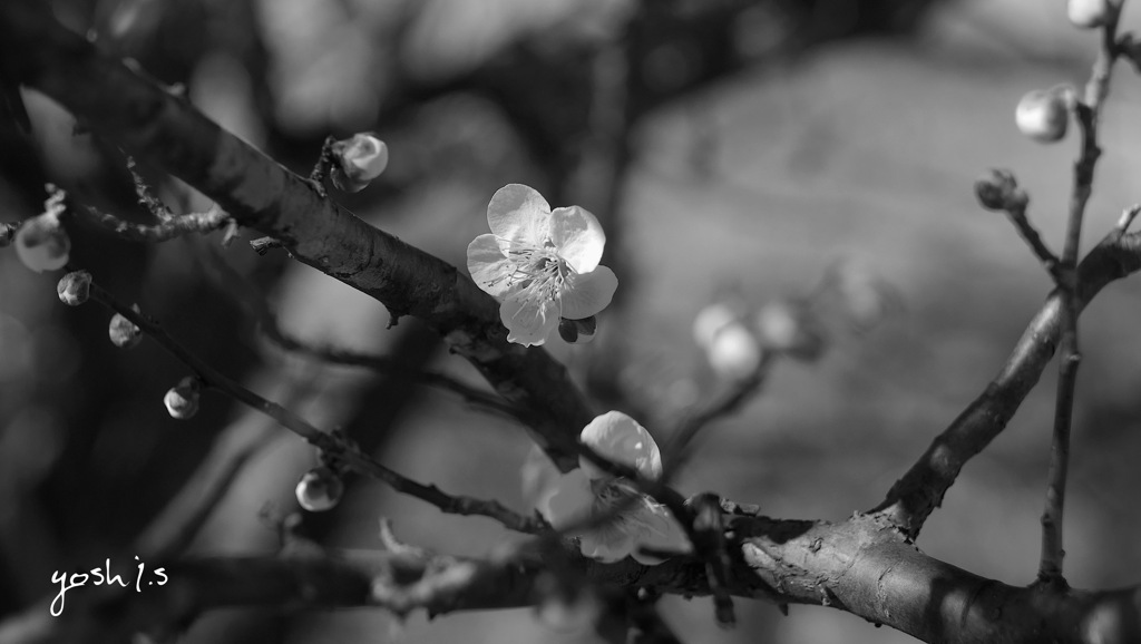 写真句：梅の香１：B&W