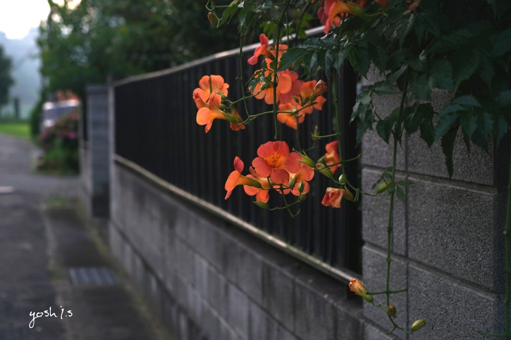 写真句：凌霄花