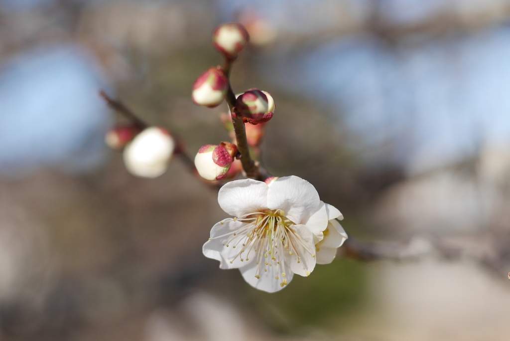 梅花５：香気（写真句）