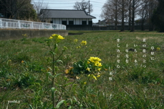 写真歌：菜の花