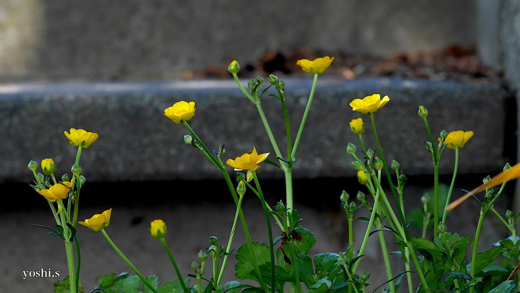 写真句：地の花：馬の足形２