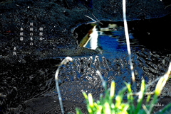 写真句：水模様