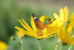 花と蝶２：ポートレイト