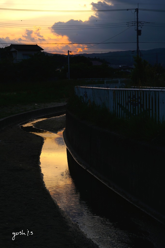 写真掌編：草花たちのプレリュード８