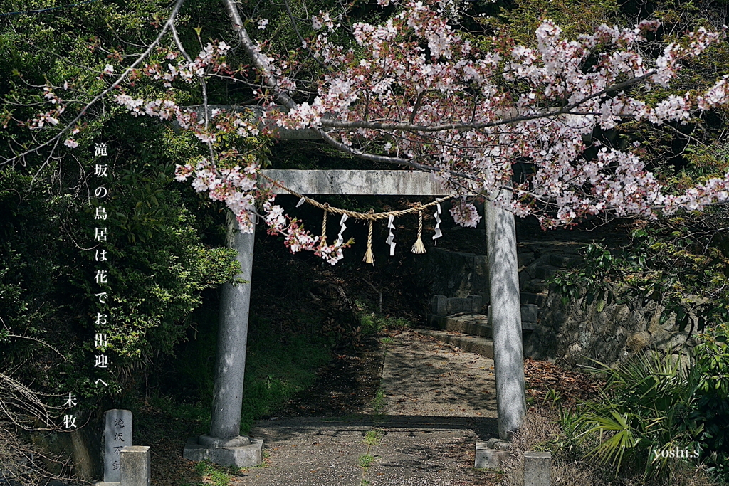 写真句：鳥居の桜：NTW520